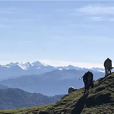 Eine idyllische Landschaft mit Kühen auf einer grünen Wiese. Im Hintergrund sind schneebedeckte Berge und ein klarer blauer Himmel zu sehen.