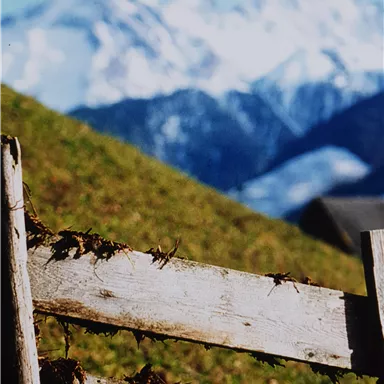 A weathered wooden fence in front of a green meadow. In the background, snow-covered mountains rise under a clear sky.