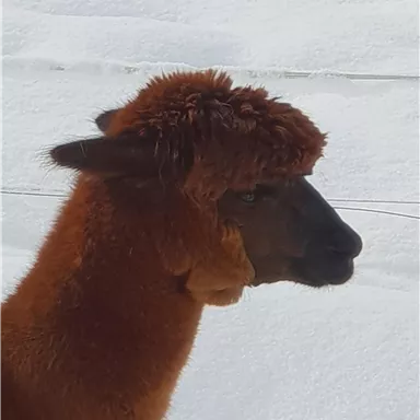 An alpaca with brown fur stands in front of a snow-covered landscape. It has a striking, fluffy coat on its head.