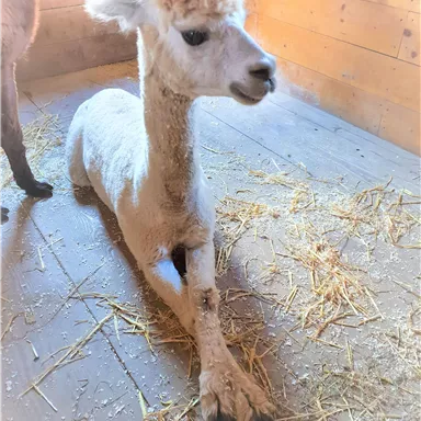 A peaceful alpaca is comfortably lying on the ground in a stable. The floor is covered with straw and the walls are made of wood.