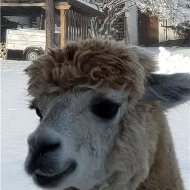 A llama with curly fur stands in the snow. In the background, there are some trees and a barn visible.