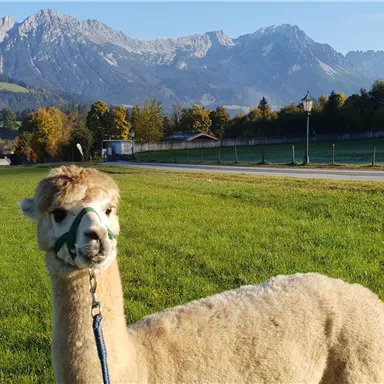 An alpaca on a green meadow with mountains in the background. The landscape is sunny and calm.