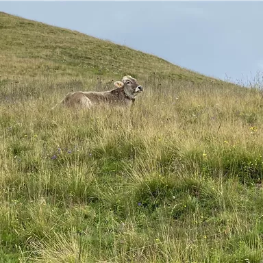 Eine Kuh steht auf einer grünen Wiese. Der Himmel ist leicht bewölkt und die Umgebung wirkt ruhig.