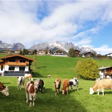 Eine malerische Alpenlandschaft mit Kühen auf einer grünen Wiese. Im Hintergrund sind traditionelle Chalets und hohe Berge sichtbar.