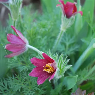 A group of purple flowers with yellow stamens, surrounded by green foliage. The blossoms are vibrant and fresh in a natural setting.
