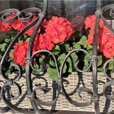 A wrought iron balcony with bright red geraniums. The flowers are in a basket and give the picture a cheerful atmosphere.