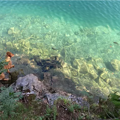 Ein klarer See mit grünlichem Wasser und sichtbarem Steingrund. Ein Hund steht am Ufer und blickt ins Wasser.