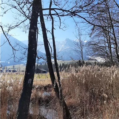 Ein schöner Blick auf die Berge mit blauen Himmel und Bäumen im Vordergrund. Das Gras und das Wasser im Bild verleihen der Szene eine ruhige Atmosphäre.