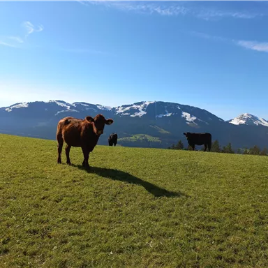 Eine grüne Wiese mit Kühen und schneebedeckten Bergen im Hintergrund. Der Himmel ist klar und blau.