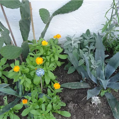 A colorful garden with various plants and flowers. Yellow blooms shine among green leafy plants and succulents.