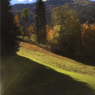 Eine malerische Landschaft mit bunten Herbstbäumen und sanften Hügeln. Der Himmel ist klar und es gibt Sonnenstrahlen, die die Szene beleuchten.