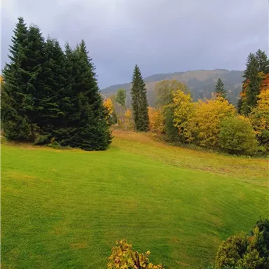 Eine grüne Wiese umgeben von hohen Bäumen im Herbst. Der Himmel ist bewölkt und die Landschaft zeigt die Farben des Herbstes.