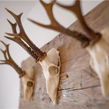 Three antler skulls are mounted on a wooden panel. They give the room a rustic atmosphere.