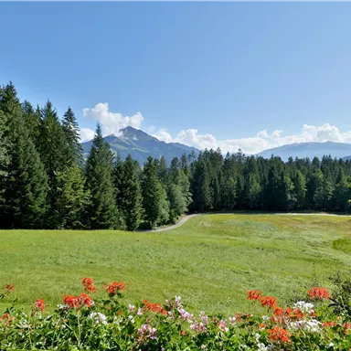 Eine grüne Wiese umgeben von dichten Wäldern und Bergen im Hintergrund. Der Himmel ist klar und sonnig.