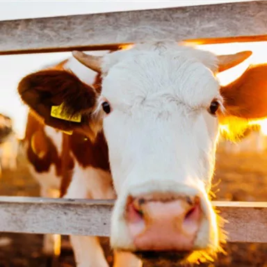 Eine neugierige Kuh schaut durch einen Zaun. Im Hintergrund sind weitere Kühe in goldenem Licht zu sehen.