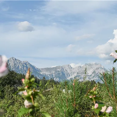 Eine malerische Landschaft mit blühenden Pflanzen im Vordergrund und majestätischen Bergen im Hintergrund. Der Himmel ist hell und wolkig.