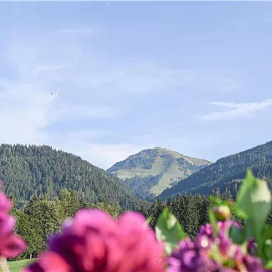 Eine malerische Landschaft mit hohen Bergen im Hintergrund und bunten Blumen im Vordergrund. Der Himmel ist klar und blau.