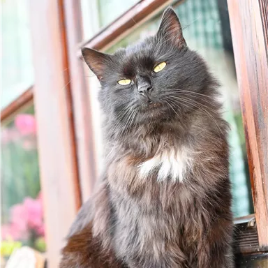 Eine schwarze Katze mit flauschigem Fell sitzt an einem Fenster. Sie hat leuchtend gelbe Augen und wirkt entspannt.