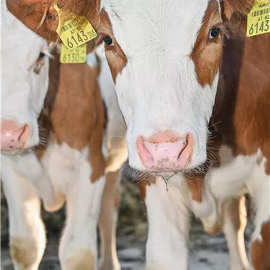 Zwei Kälber stehen nebeneinander. Sie haben auffällige Ohrmarken und schauen direkt in die Kamera.