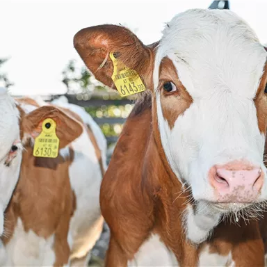 Eine Gruppe von Kühen mit braun-weißen Fellmustern steht in einem Stall. Jede Kuh hat ein Ohretikett zur Identifikation.