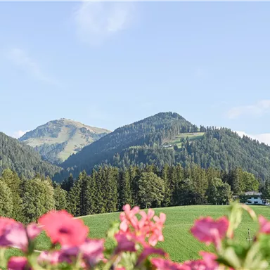 Eine malerische Berglandschaft mit grünen Wiesen und dichten Wäldern. Im Vordergrund blühen pinke Blumen.