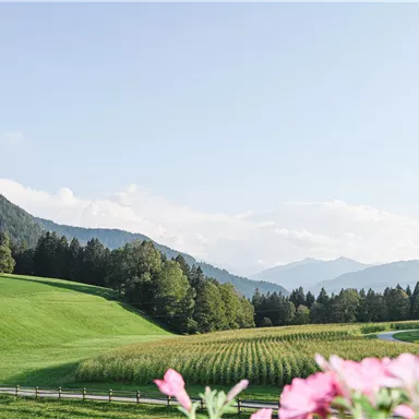 Eine malerische Landschaft mit sanften Hügeln und grünen Wiesen. Im Vordergrund blühen pinke Blumen und im Hintergrund sind Berge zu sehen.