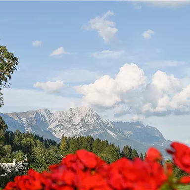 Eine malerische Berglandschaft mit schneebedeckten Gipfeln und grünem Wald im Hintergrund. Im Vordergrund blühen rote Blumen.