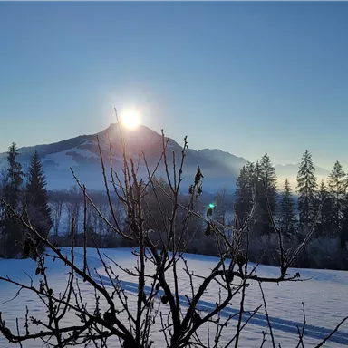 Eine winterliche Landschaft mit einem schneebedeckten Feld und schneebedeckten Bäumen. Im Hintergrund erhebt sich ein Berg im Sonnenaufgang.