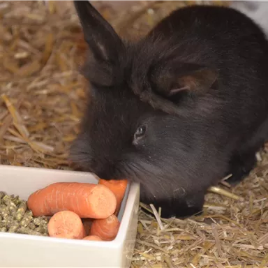 Ein schwarzes Kaninchen frisst Karotten aus einer Schüssel. Der Boden ist mit Stroh bedeckt.