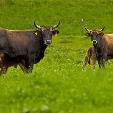 Zwei Kühe stehen auf einer saftigen, grünen Wiese. Die Tiere sind aufmerksam und schauen in die Kamera.