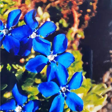 Colorful blue flowers with bright petals on green foliage. The plants add a cheerful accent to the surroundings.