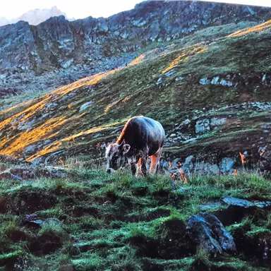 A cow grazes on a green meadow in the mountains. The landscape is characterized by rocks and gentle hills in the background.