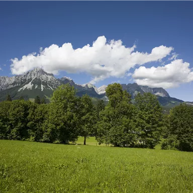 A green meadow with tall trees and majestic mountains in the background. The sky is blue with some white clouds.