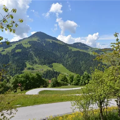 Eine malerische Landschaft mit grünen Hügeln und einem klaren blauen Himmel. Im Vordergrund sind Bäume und eine kurvenreiche Straße zu sehen.
