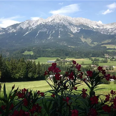 A picturesque landscape with snow-capped mountains in the background. In the foreground, red flowers bloom in front of green forests and meadows.