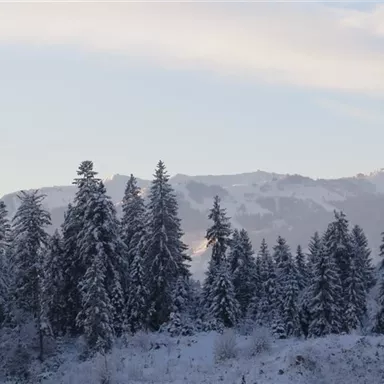 Eine verschneite Landschaft mit hohen Tannenbäumen. Im Hintergrund sind schneebedeckte Berge zu sehen.