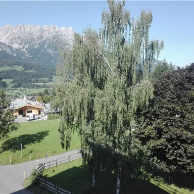 A green landscape with a tall tree and a view of the mountains in the background. Nearby is a cozy wooden house.
