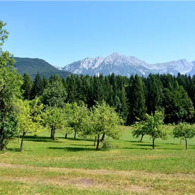 Eine grüne Wiese mit verstreuten Obstbäumen und dichten Wäldern im Hintergrund. Majestätische Berge ragen unter einem klaren blauen Himmel hervor.