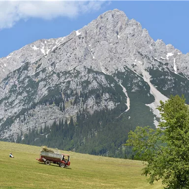 Eine grüne Wiese mit einem Traktor, im Hintergrund erheben sich majestätische Berge. Der Himmel ist klar und blau, was eine friedliche Landschaftsmoment zeigt.