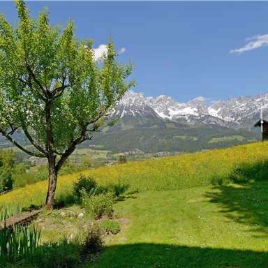 Eine wunderschöne Landschaft mit einem grünen Feld und einem blühenden Baum. Im Hintergrund sind schneebedeckte Berge und ein kleines Holzgebäude zu sehen.