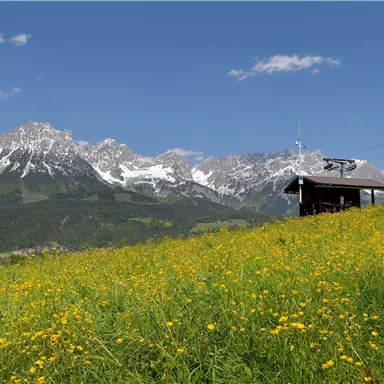 Eine Wiese mit gelben Blumen und einem kleinen Holzhaus. Im Hintergrund sind schneebedeckte Berge unter einem klaren blauen Himmel zu sehen.