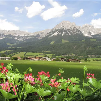 Eine wunderschöne Landschaft mit bunten Blumen im Vordergrund und majestätischen Bergen im Hintergrund. Der Himmel ist klar und zeigt ein paar weiße Wolken.