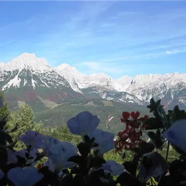 A beautiful view of snow-covered mountains with a clear blue sky. In the foreground, colorful flowers are blooming.