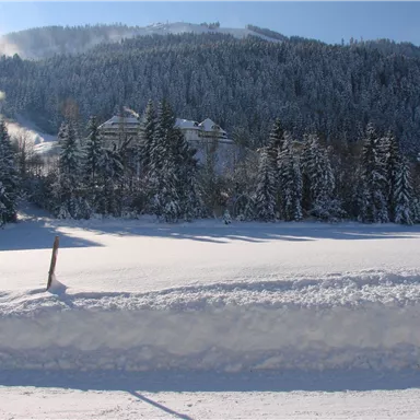 Eine verschneite Landschaft mit hohen Tannenbäumen und einem ruhigen Berghang im Hintergrund. Der Himmel ist klar und die Sonne scheint.