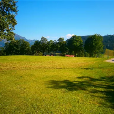 Eine grüne Wiese umgeben von Bäumen und sanften Hügeln. Der Himmel ist klar und blau, was eine ruhige und friedliche Atmosphäre schafft.