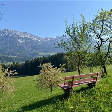 A quiet meadow with a wooden bench and green trees. In the background, snow-capped mountains and a clear blue sky are visible.