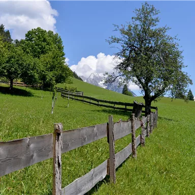 Eine grüne Wiese mit einem Holzzaun und einem einzelnen Baum. Im Hintergrund sind Berge und ein blauer Himmel mit wenigen Wolken zu sehen.