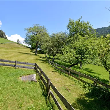 Eine idyllische Landschaft mit saftigem grünen Gras und Bäumen. Im Hintergrund sind sanfte Hügel und ein blauer Himmel zu sehen.