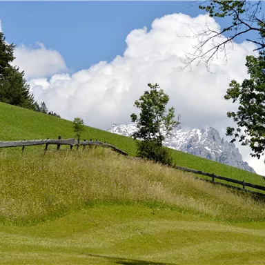 Eine grüne Wiese mit sanften Hügeln und einem Zaun. Im Hintergrund sind schneebedeckte Berge und wolkiger Himmel zu sehen.