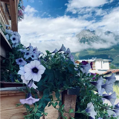 Eine beeindruckende Blumenpracht in lila Tönen, umgeben von einer malerischen Berglandschaft. Der Himmel ist klar mit einigen Wolken.